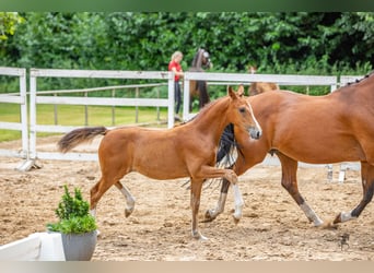 Deutsches Reitpony, Stute, 1 Jahr, Brauner