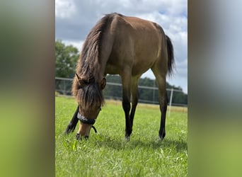 Deutsches Reitpony, Stute, 1 Jahr, Brauner