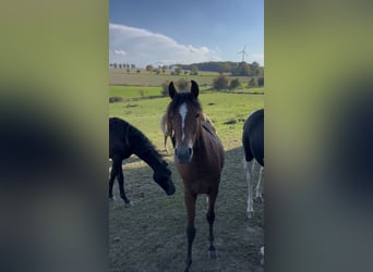 Deutsches Reitpony, Stute, 1 Jahr, Brauner