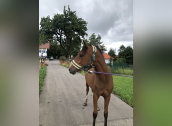 Deutsches Reitpony, Stute, 1 Jahr, Brauner