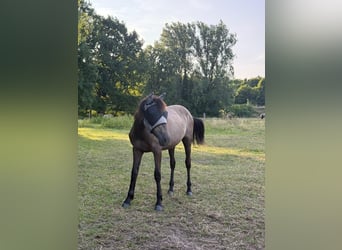 Deutsches Reitpony Mix, Stute, 1 Jahr, Buckskin