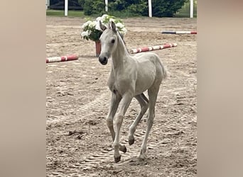 Deutsches Reitpony, Stute, 1 Jahr, Buckskin