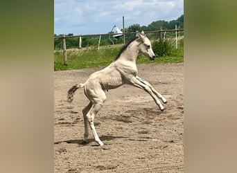 Deutsches Reitpony, Stute, 1 Jahr, Buckskin