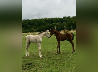 Deutsches Reitpony, Stute, 1 Jahr, Buckskin