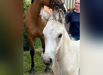 Deutsches Reitpony, Stute, 1 Jahr, Buckskin