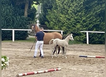 Deutsches Reitpony, Stute, 1 Jahr, Buckskin