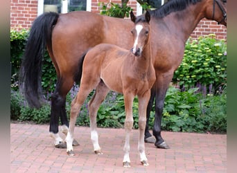 Deutsches Reitpony, Stute, 1 Jahr