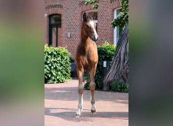 Deutsches Reitpony, Stute, 1 Jahr