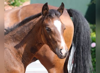 Deutsches Reitpony, Stute, 1 Jahr