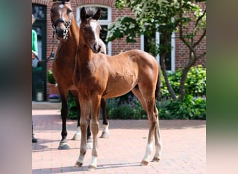 Deutsches Reitpony, Stute, 1 Jahr