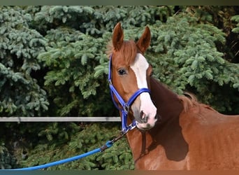 Deutsches Reitpony, Stute, 1 Jahr, Dunkelfuchs