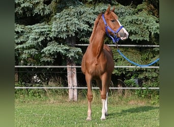 Deutsches Reitpony, Stute, 1 Jahr, Dunkelfuchs