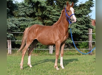 Deutsches Reitpony, Stute, 1 Jahr, Dunkelfuchs