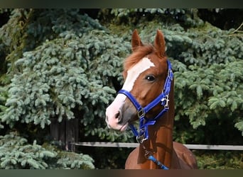 Deutsches Reitpony, Stute, 1 Jahr, Dunkelfuchs