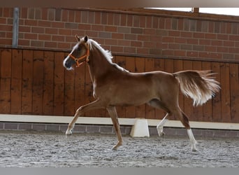 Deutsches Reitpony, Stute, 1 Jahr, Fuchs