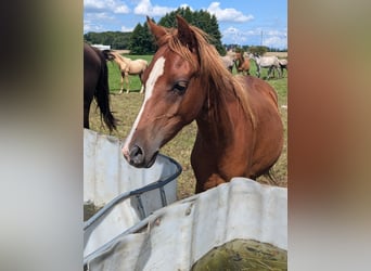 Deutsches Reitpony, Stute, 1 Jahr, Fuchs