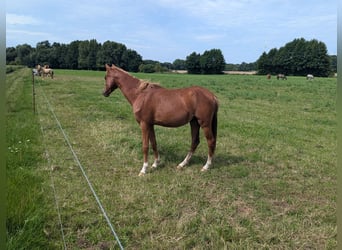 Deutsches Reitpony, Stute, 1 Jahr, Fuchs