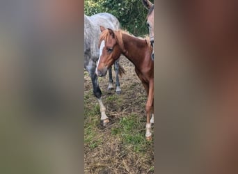 Deutsches Reitpony, Stute, 1 Jahr, Fuchs