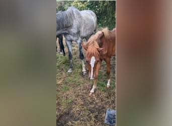 Deutsches Reitpony, Stute, 1 Jahr, Fuchs