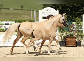 Deutsches Reitpony, Stute, 1 Jahr, Palomino