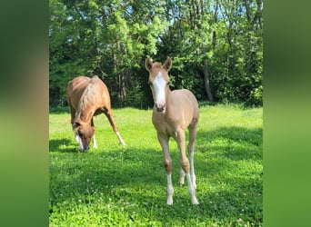 Deutsches Reitpony, Stute, 1 Jahr, Palomino