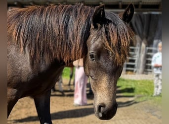 Deutsches Reitpony, Stute, 1 Jahr, Rappe