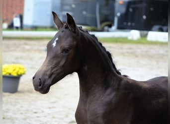 Deutsches Reitpony, Stute, 1 Jahr, Rappe