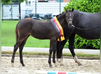 Deutsches Reitpony, Stute, 1 Jahr, Rappe
