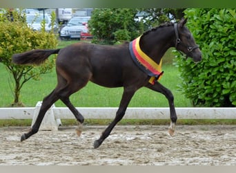 Deutsches Reitpony, Stute, 1 Jahr, Rappe