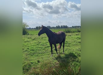 Deutsches Reitpony, Stute, 1 Jahr, Schwarzbrauner