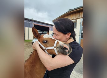 Deutsches Reitpony, Stute, 1 Jahr