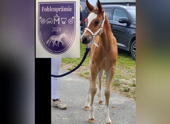 Deutsches Reitpony, Stute, 1 Jahr