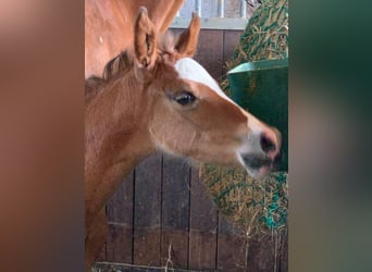 Deutsches Reitpony, Stute, 1 Jahr