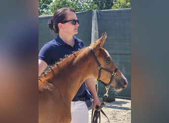 Deutsches Reitpony, Stute, 1 Jahr
