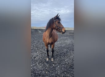 Deutsches Reitpony Mix, Stute, 20 Jahre, 135 cm, Brauner