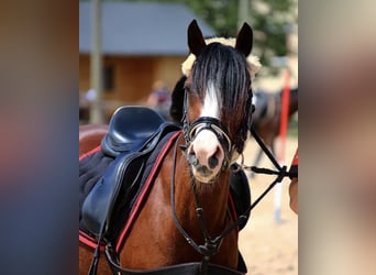Deutsches Reitpony, Stute, 20 Jahre, 136 cm, Brauner