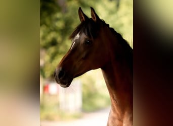 Deutsches Reitpony Mix, Stute, 20 Jahre, 142 cm, Brauner
