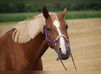 Deutsches Reitpony, Stute, 20 Jahre, 144 cm