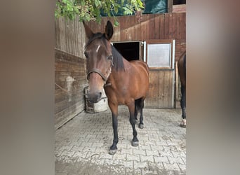 Deutsches Reitpony Mix, Stute, 20 Jahre, 145 cm, Brauner