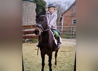Deutsches Reitpony, Stute, 20 Jahre, 145 cm, Dunkelbrauner