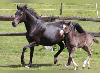 Deutsches Reitpony, Stute, 20 Jahre, 145 cm, Dunkelbrauner