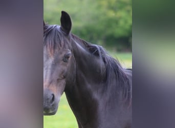 Deutsches Reitpony, Stute, 20 Jahre, 145 cm, Dunkelbrauner