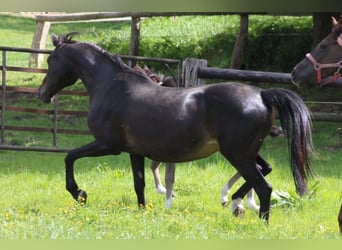 Deutsches Reitpony, Stute, 20 Jahre, 145 cm, Dunkelbrauner