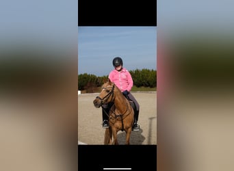 Deutsches Reitpony, Stute, 20 Jahre, 146 cm, Palomino