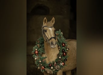 Deutsches Reitpony, Stute, 20 Jahre, 146 cm, Palomino