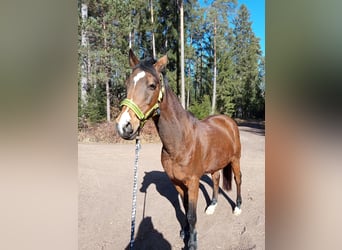 Deutsches Reitpony, Stute, 20 Jahre, 147 cm