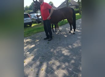 Deutsches Reitpony, Stute, 20 Jahre, 148 cm, Brauner