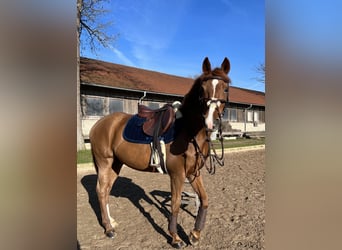 Deutsches Reitpony, Stute, 20 Jahre, 148 cm, Fuchs