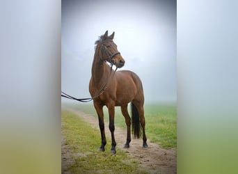 Deutsches Reitpony Mix, Stute, 20 Jahre, Brauner