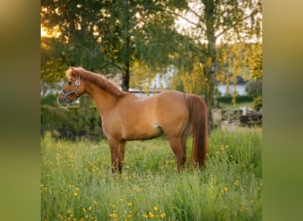 Deutsches Reitpony, Stute, 21 Jahre, 133 cm, Fuchs